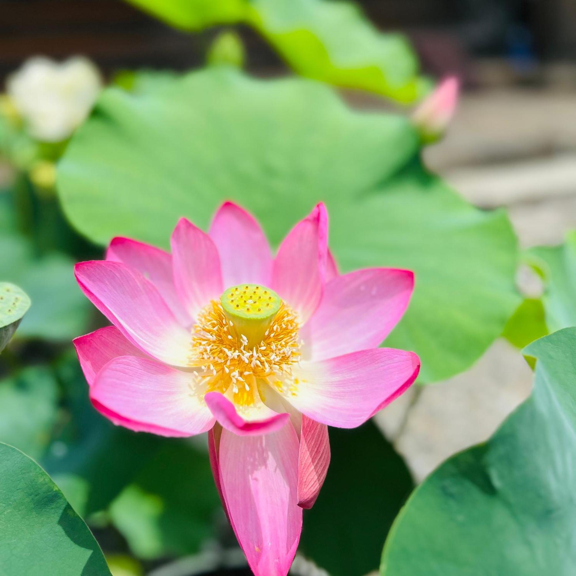 湖北 寺の宿-去-来-現ko-Rai-Gen 나가하마 외부 사진